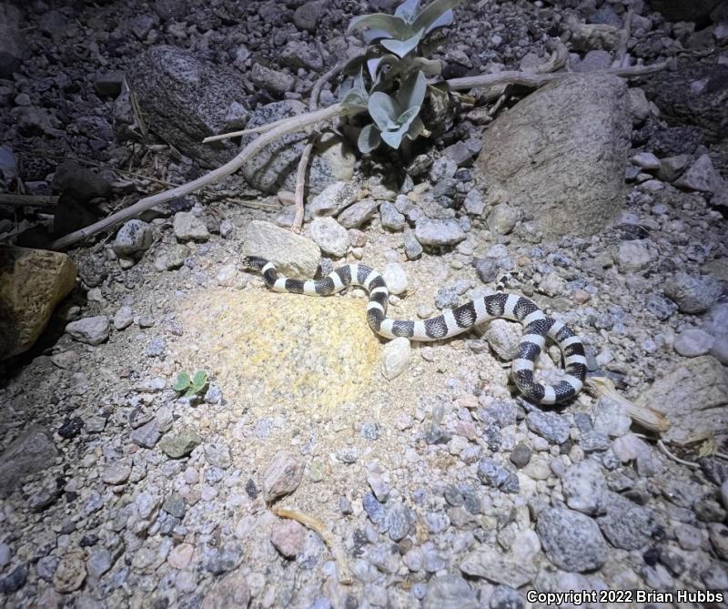 Western Long-nosed Snake (Rhinocheilus lecontei)