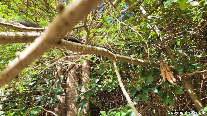 Black Ratsnake (Pantherophis obsoletus obsoletus)