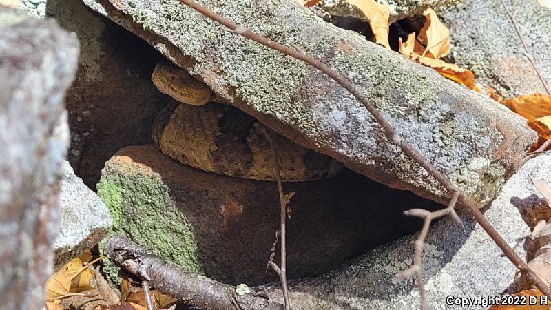 Timber Rattlesnake (Crotalus horridus)