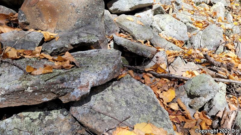 Timber Rattlesnake (Crotalus horridus)