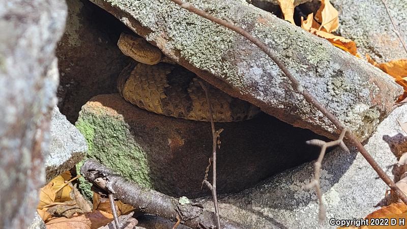 Timber Rattlesnake (Crotalus horridus)