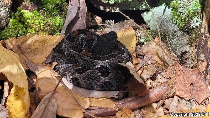 Timber Rattlesnake (Crotalus horridus)