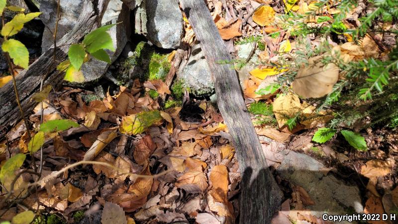 Timber Rattlesnake (Crotalus horridus)