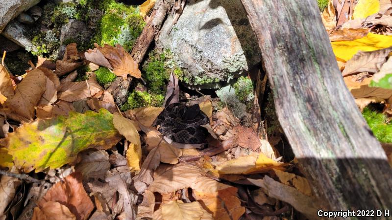 Timber Rattlesnake (Crotalus horridus)