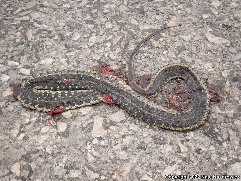 Eastern Gartersnake (Thamnophis sirtalis sirtalis)