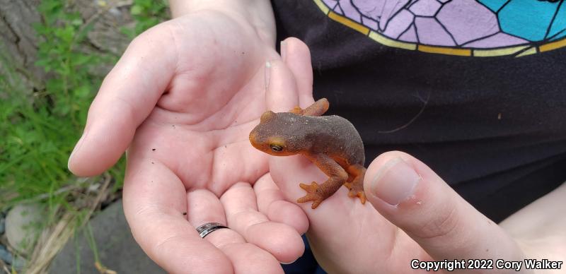 Sierra Newt (Taricha torosa sierrae)