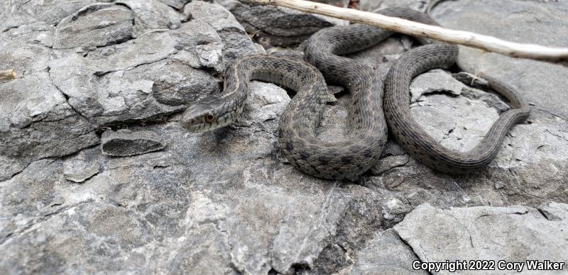 Oregon Gartersnake (Thamnophis atratus hydrophilus)