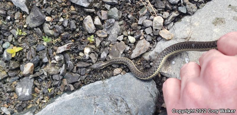 Oregon Gartersnake (Thamnophis atratus hydrophilus)