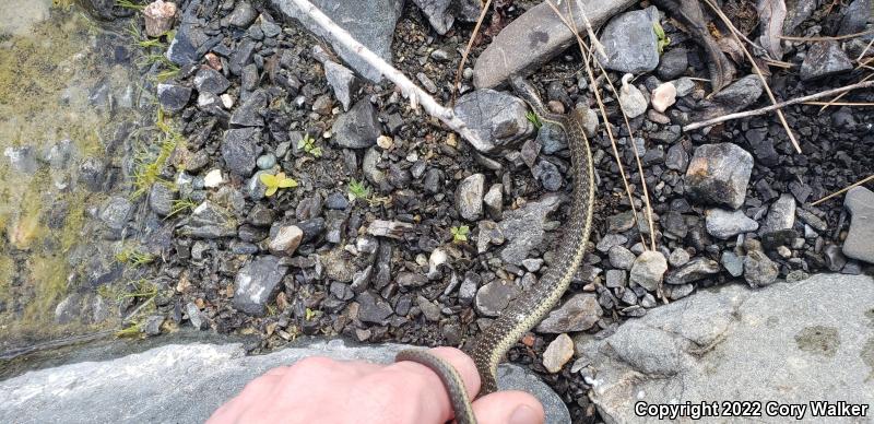 Oregon Gartersnake (Thamnophis atratus hydrophilus)