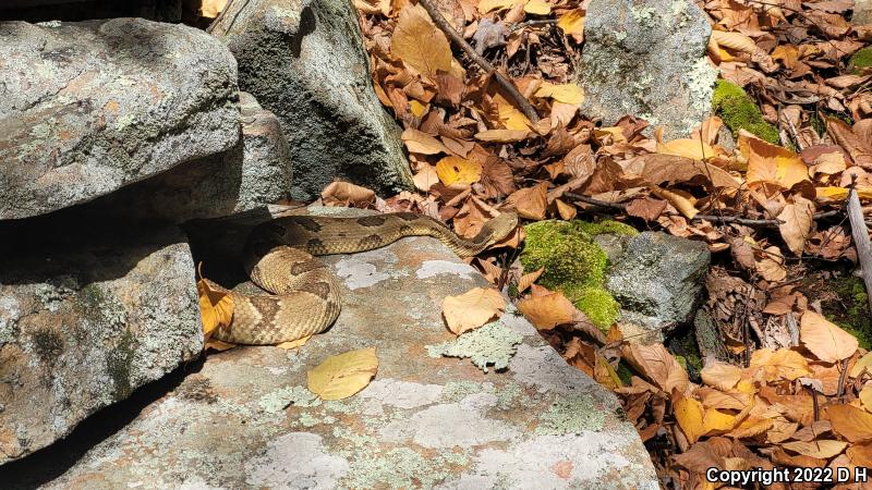 Timber Rattlesnake (Crotalus horridus)