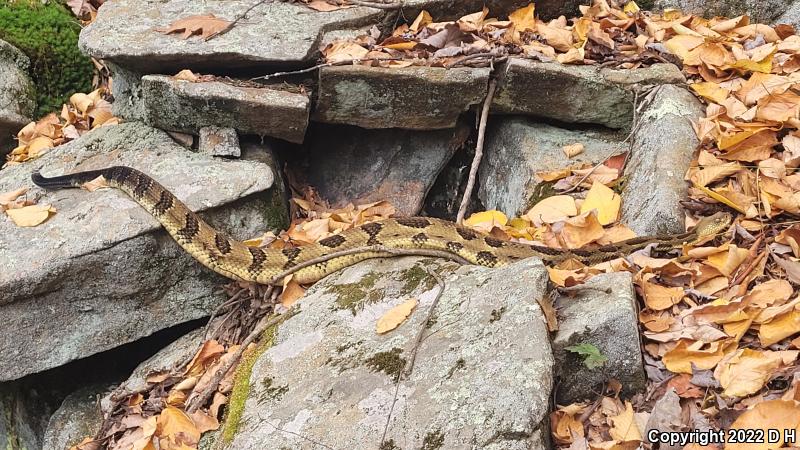 Timber Rattlesnake (Crotalus horridus)