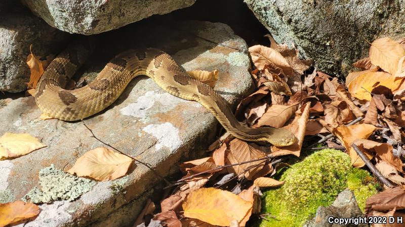 Timber Rattlesnake (Crotalus horridus)