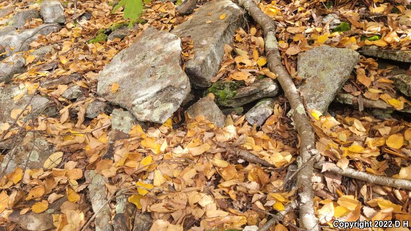 Timber Rattlesnake (Crotalus horridus)