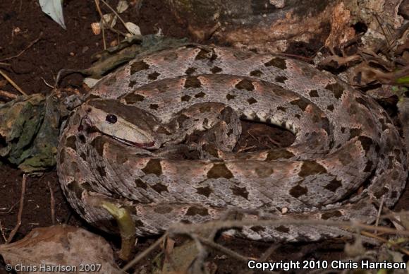 Terciopelo (Bothrops asper)