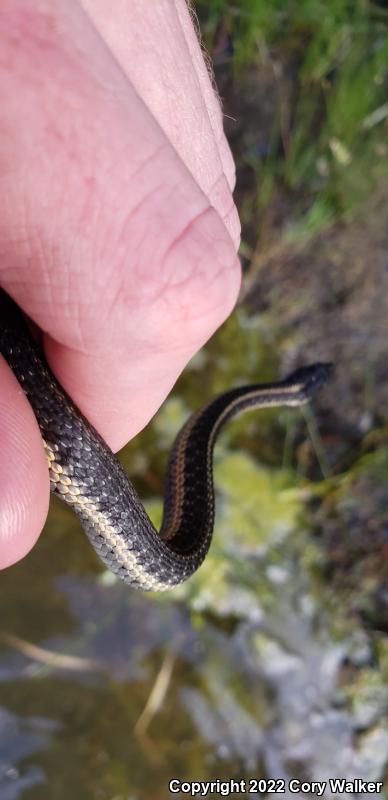 Oregon Gartersnake (Thamnophis atratus hydrophilus)