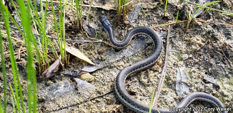 Oregon Gartersnake (Thamnophis atratus hydrophilus)