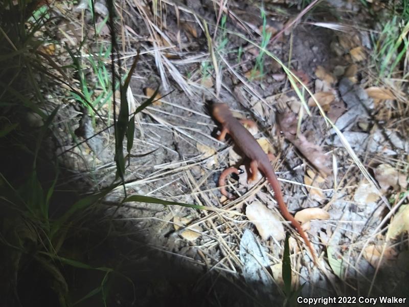 Sierra Newt (Taricha torosa sierrae)