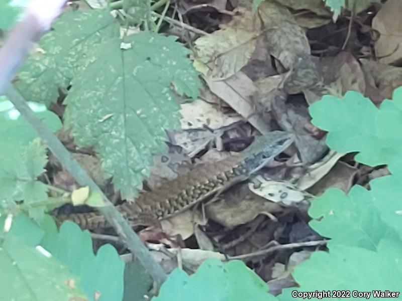 Shasta Alligator Lizard (Elgaria coerulea shastensis)