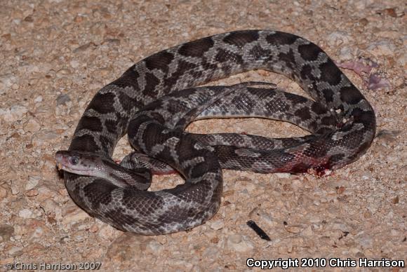 Yucatán Ratsnake (Pseudelaphe phaescens)