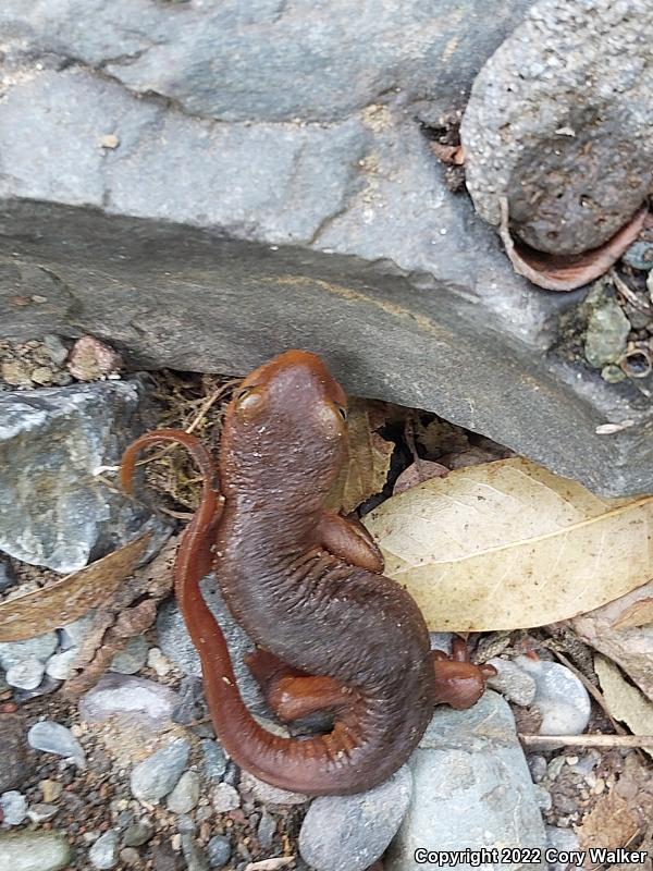 Sierra Newt (Taricha torosa sierrae)