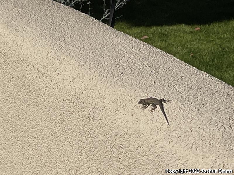 Eastern Side-blotched Lizard (Uta stansburiana stejnegeri)