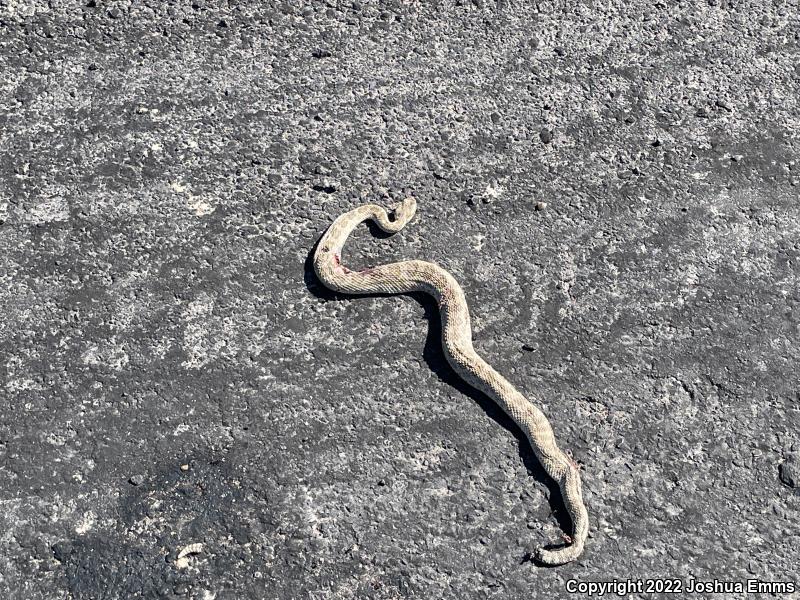 Prairie Rattlesnake (Crotalus viridis)