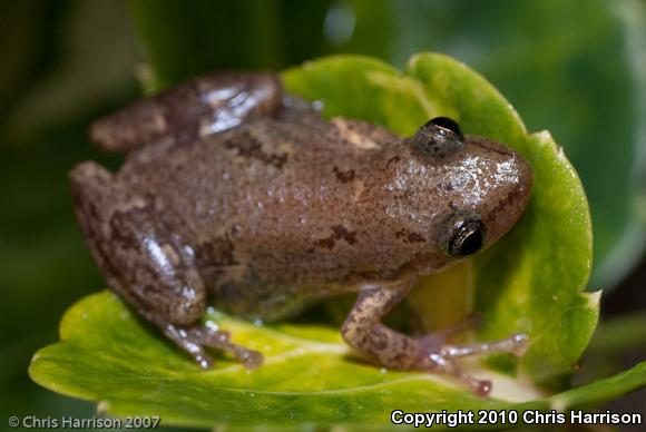 Stauffer's Treefrog (Scinax staufferi staufferi)