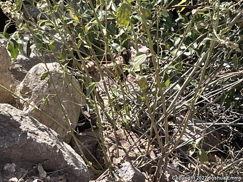 Western Diamond-backed Rattlesnake (Crotalus atrox)