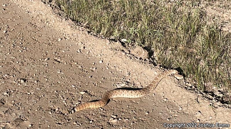 Western Diamond-backed Rattlesnake (Crotalus atrox)