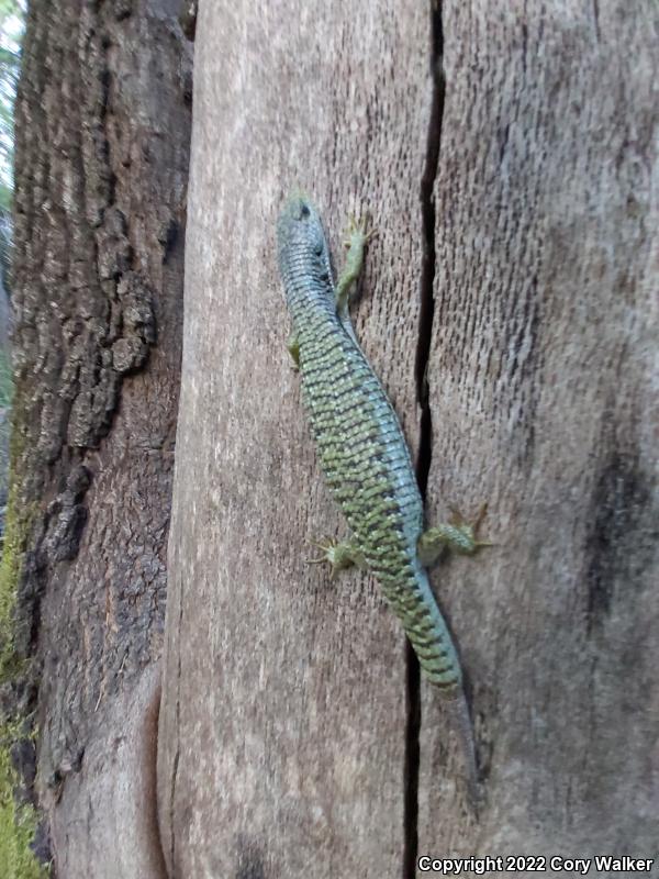 Shasta Alligator Lizard (Elgaria coerulea shastensis)