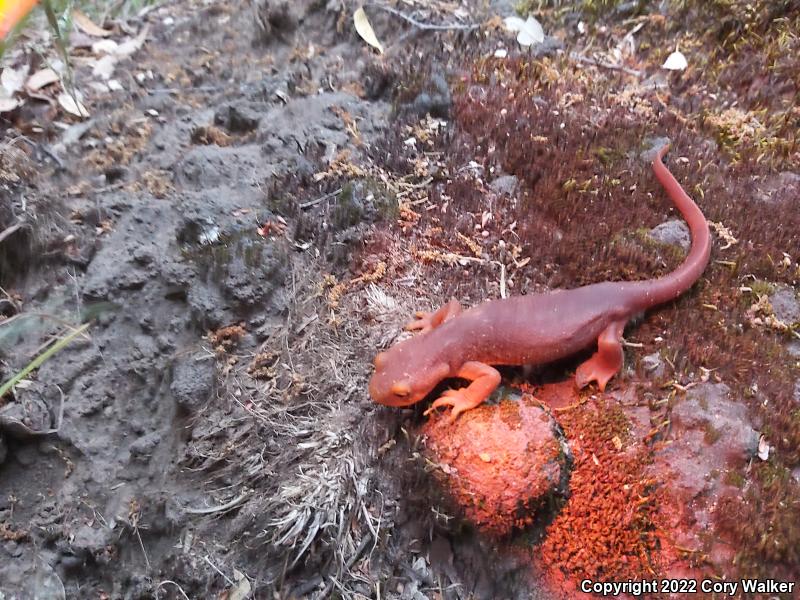 Sierra Newt (Taricha torosa sierrae)