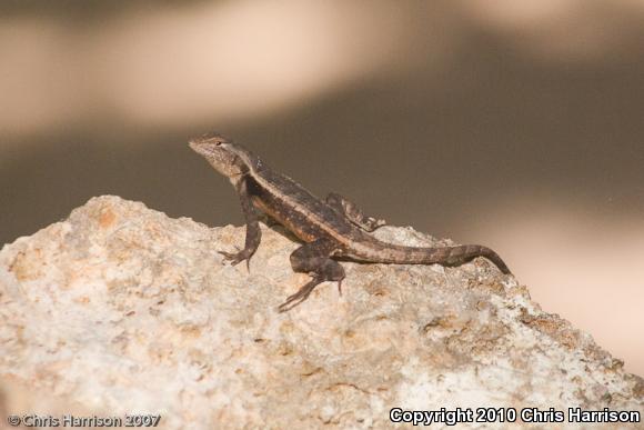 Yellow-spotted Spiny Lizard (Sceloporus chrysostictus)