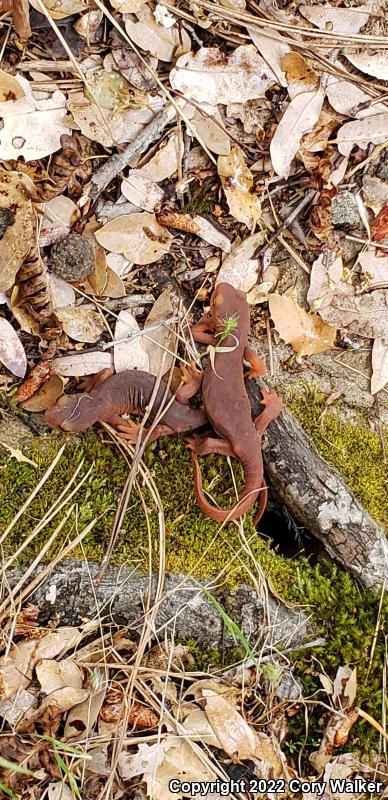 Sierra Newt (Taricha torosa sierrae)