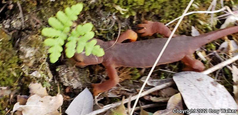 Sierra Newt (Taricha torosa sierrae)