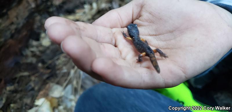 Sierra Nevada Ensatina (Ensatina eschscholtzii platensis)