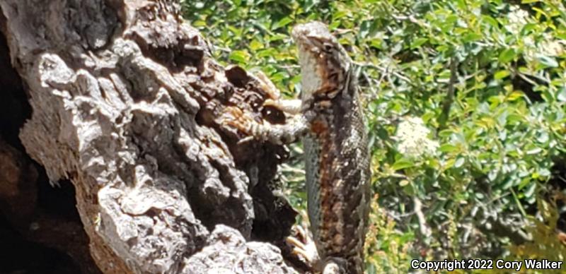 Western Sagebrush Lizard (Sceloporus graciosus gracilis)