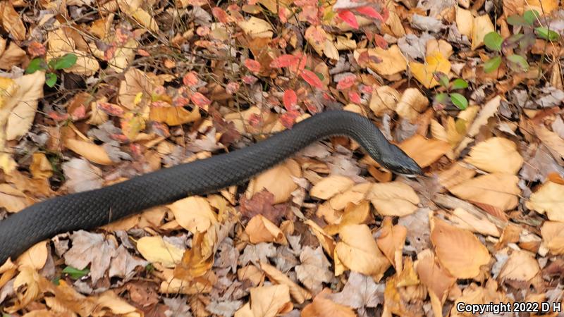 Northern  Black Racer (Coluber constrictor constrictor)