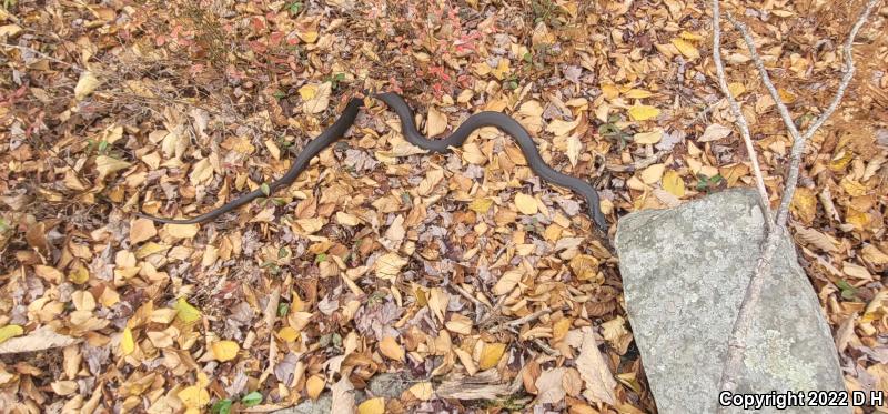 Northern  Black Racer (Coluber constrictor constrictor)