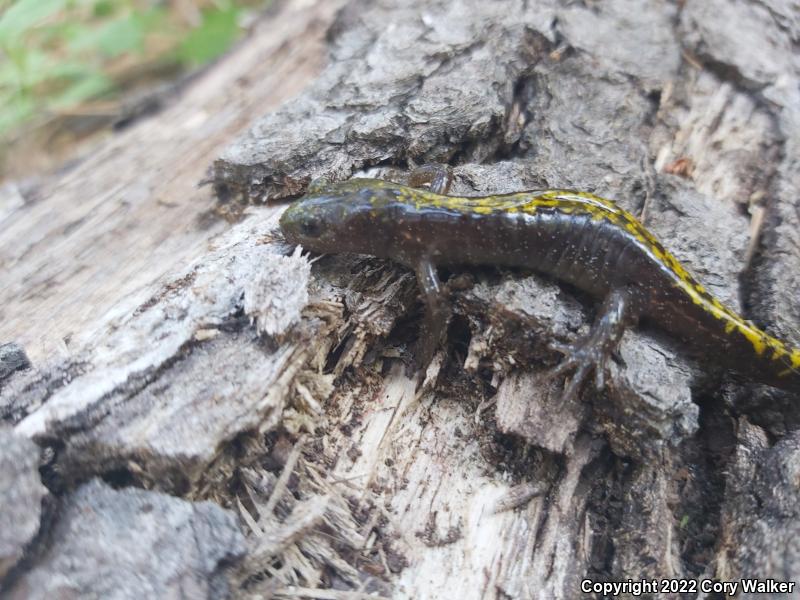 Southern Long-toed Salamander (Ambystoma macrodactylum sigillatum)