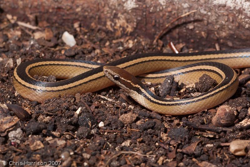 Schmidt's Black-striped Snake (Coniophanes schmidti)