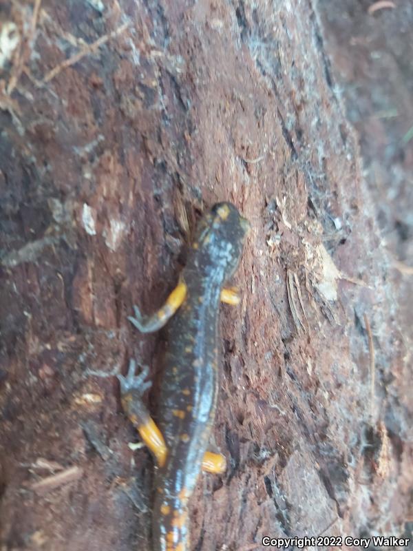 Sierra Nevada Ensatina (Ensatina eschscholtzii platensis)