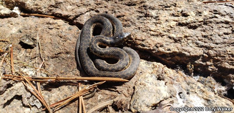 Sierra Gartersnake (Thamnophis couchii)