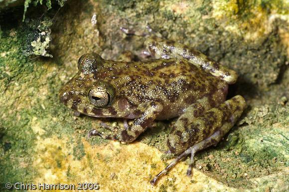 Southern Alfred's Rainfrog (Craugastor alfredi conspicuus)