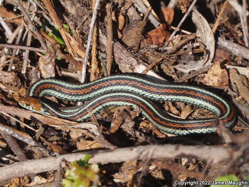 San Francisco Gartersnake (Thamnophis sirtalis tetrataenia)