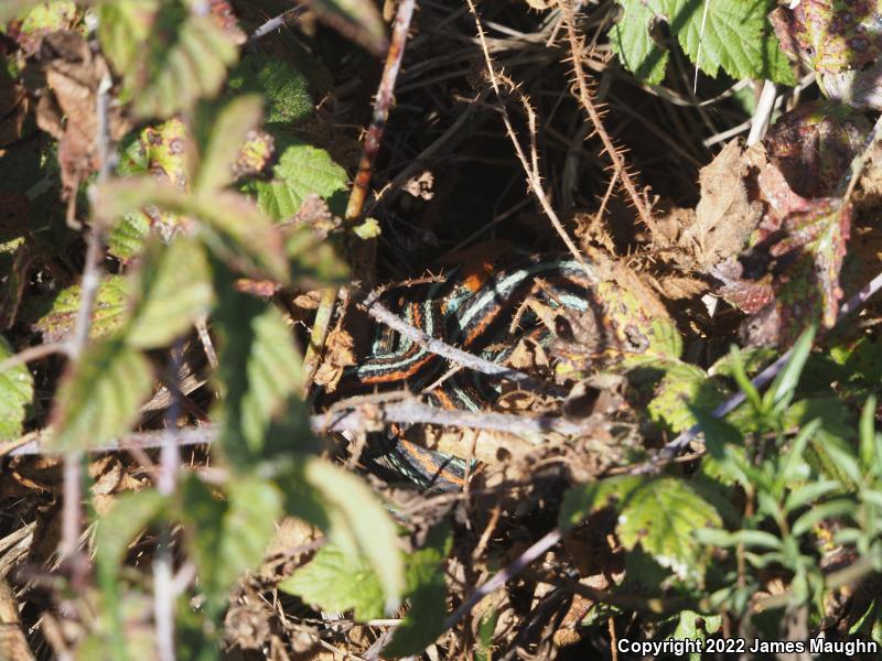 San Francisco Gartersnake (Thamnophis sirtalis tetrataenia)