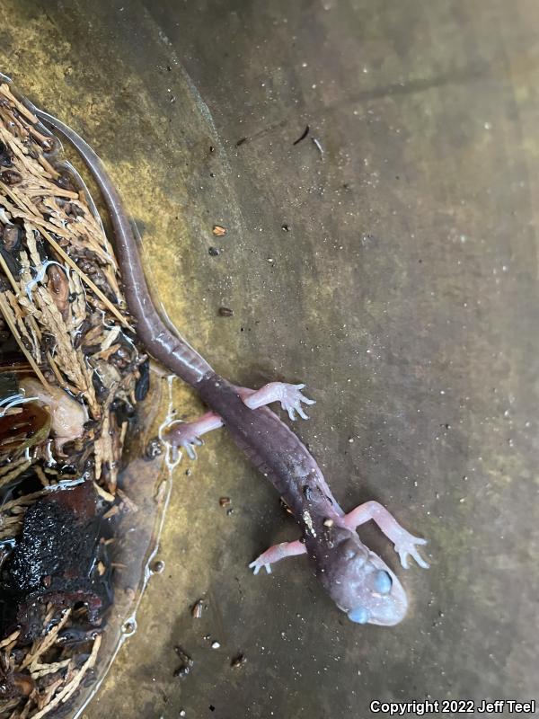 Monterey Ensatina (Ensatina eschscholtzii eschscholtzii)