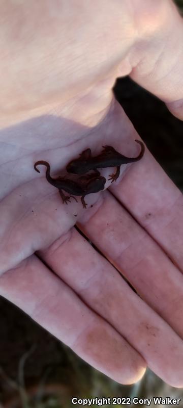 Sierra Newt (Taricha torosa sierrae)