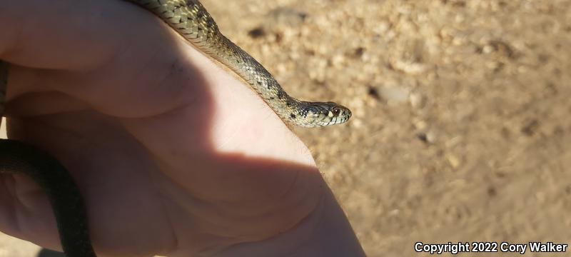 Sierra Gartersnake (Thamnophis couchii)