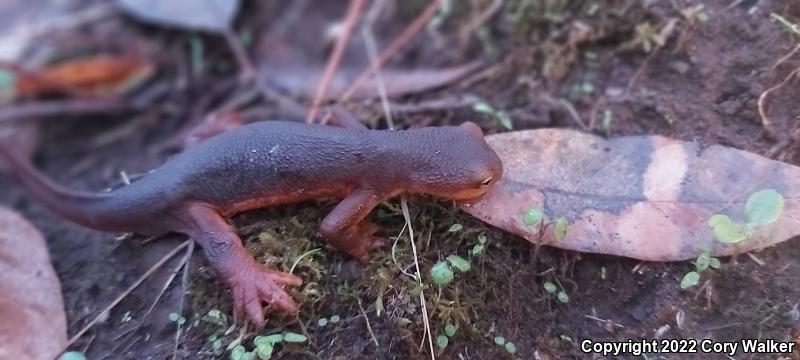 Sierra Newt (Taricha torosa sierrae)