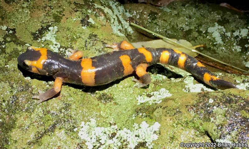 Large-blotched Ensatina (Ensatina eschscholtzii klauberi)